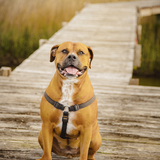 Entry image for Boo Boo