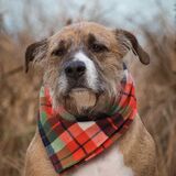 Entry image for Tuttle