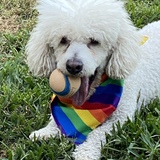 Entry image for Francisco