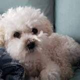 Entry image for Huckleberry