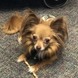 Entry image for Cricket