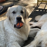 Entry image for Barley