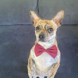 Entry image for Django