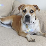 Entry image for Jolene