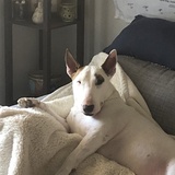 Entry image for Bartlett 