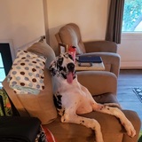 Entry image for Barley