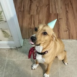 Entry image for Russet (the potato)