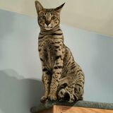 Entry image for Leto