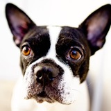 Entry image for Josie