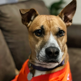 Entry image for Rocky