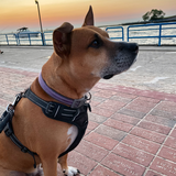 Entry image for Rocky