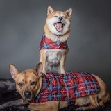 Entry image for Charlotte