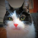 Entry image for Casanova (Nickname: Catso)