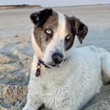 Entry image for Mako