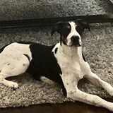 Entry image for Charleston Barkley (Charley)