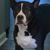 Entry image for Louis