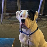 Entry image for Gunner 