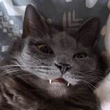 Entry image for Dana Barret