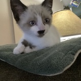 Entry image for Whiskey Speedblade 