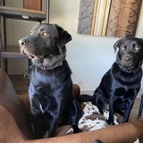 Entry image for Winston (left) and Zeus (right)