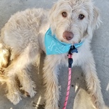 Entry image for Callie 