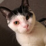 Entry image for KitKat  (nickname Kitty)