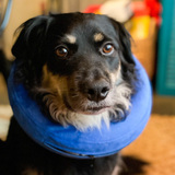 Entry image for Oliver