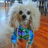 Entry image for Ziggy Bird