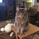 Entry image for Leonidas