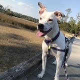 Entry image for Bailey