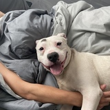 Entry image for Hank