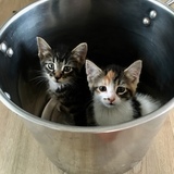 Entry image for Mazy & Mozart