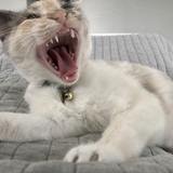 Entry image for Noodles