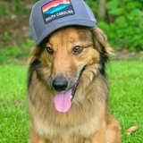 Entry image for Ziggy