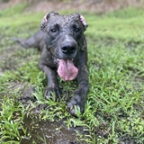 Entry image for Beowulf