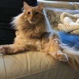 Entry image for Ollie