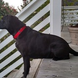 Entry image for Dixie