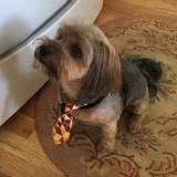 Entry image for Bentley