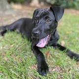 Entry image for Dash