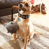 Entry image for Barkley