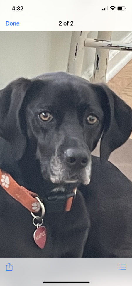 Entry image for Maple Grasso. Clicking this image will show a larger photo