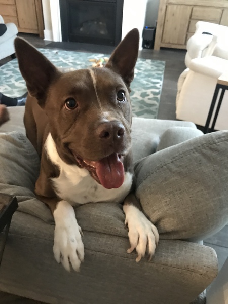 Entry image for Ollie. Clicking this image will show a larger photo