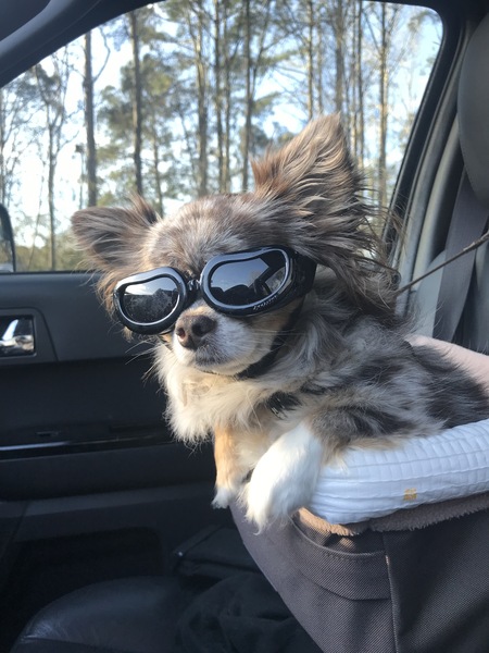 Entry image for Chip Studly Doright. Clicking this image will show a larger photo