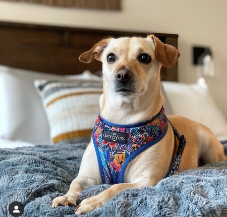 Entry image for Pumpkin. Clicking this image will show a larger photo