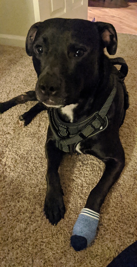 Entry image for Kylo. Clicking this image will show a larger photo