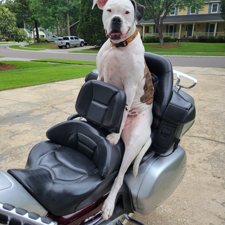 Entry image for Hemi. Clicking this image will show a larger photo