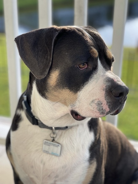 Entry image for Burger . Clicking this image will show a larger photo