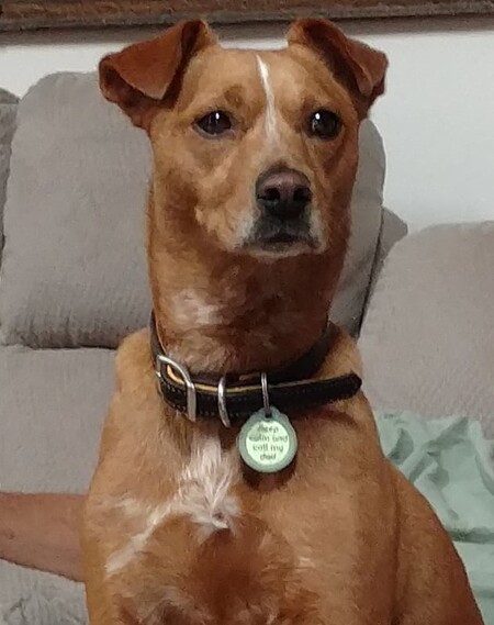 Entry image for BELLA ROSE. Clicking this image will show a larger photo