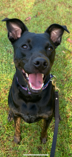 Entry image for Samson Finch. Clicking this image will show a larger photo