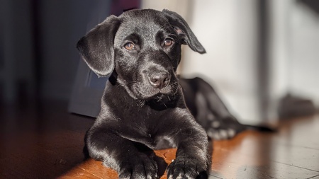 Entry image for Murphy. Clicking this image will show a larger photo